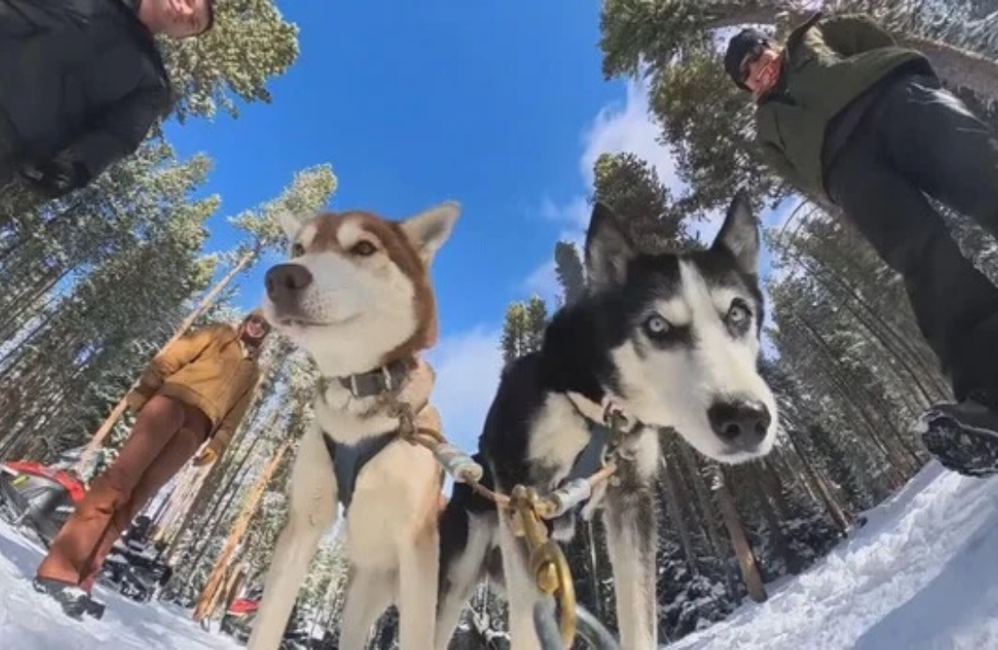 Good Times sled dogs and staff out on a training run with CBS crew in Breckenridge, CO